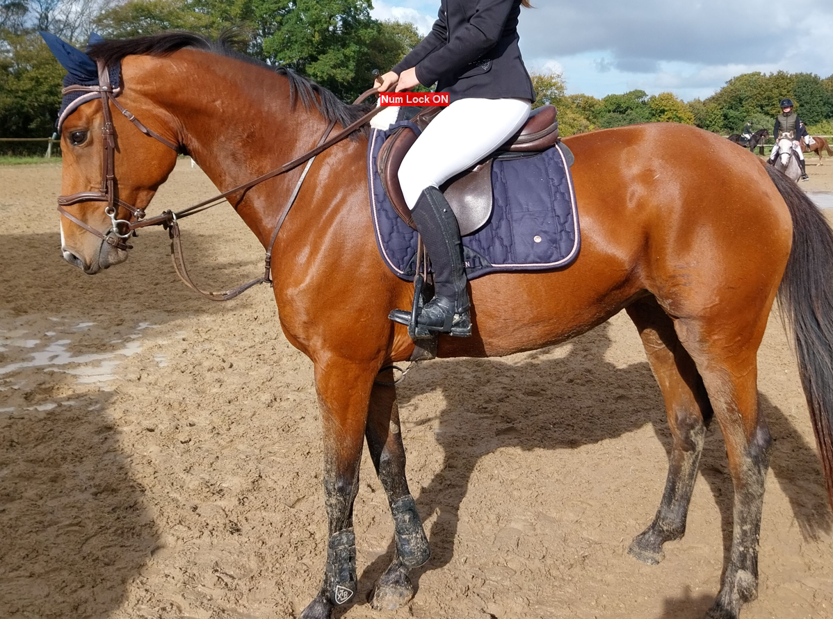Yegua Silla Franc&eacute;s En venta 2019 Bayo por URANO DE CARTIGNY
