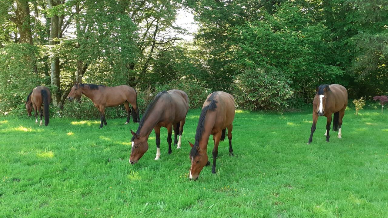 Yegua Silla Franc&eacute;s En venta 2019 Bayo por URANO DE CARTIGNY