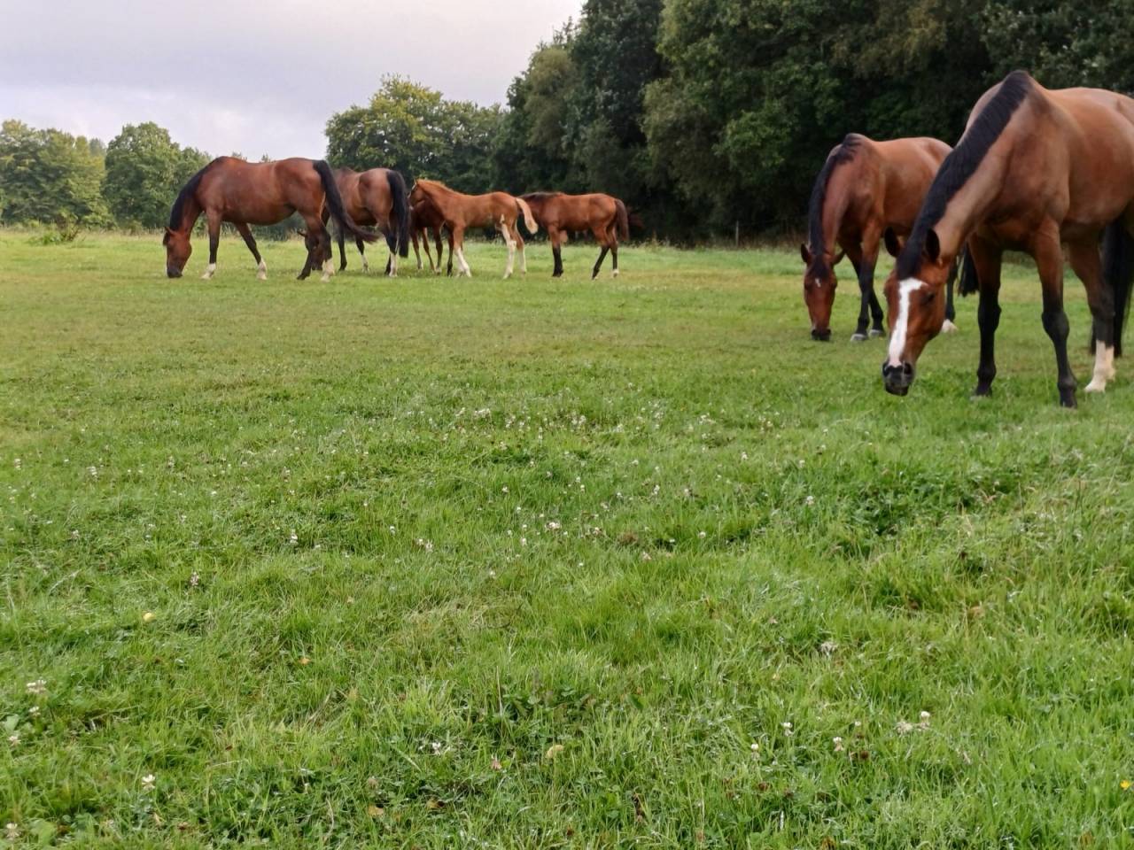 Yegua Silla Franc&eacute;s En venta 2019 Bayo por URANO DE CARTIGNY