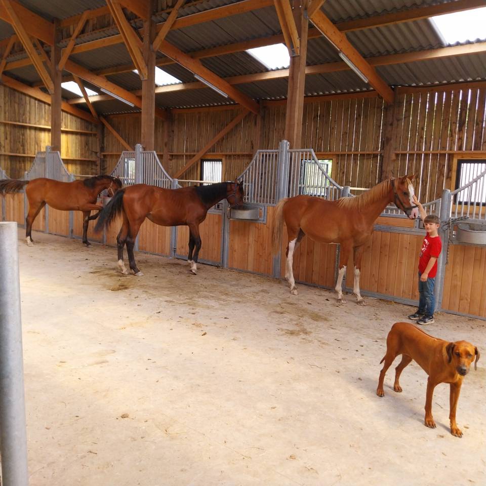 Yegua Silla Franc&eacute;s En venta 2019 Bayo por URANO DE CARTIGNY