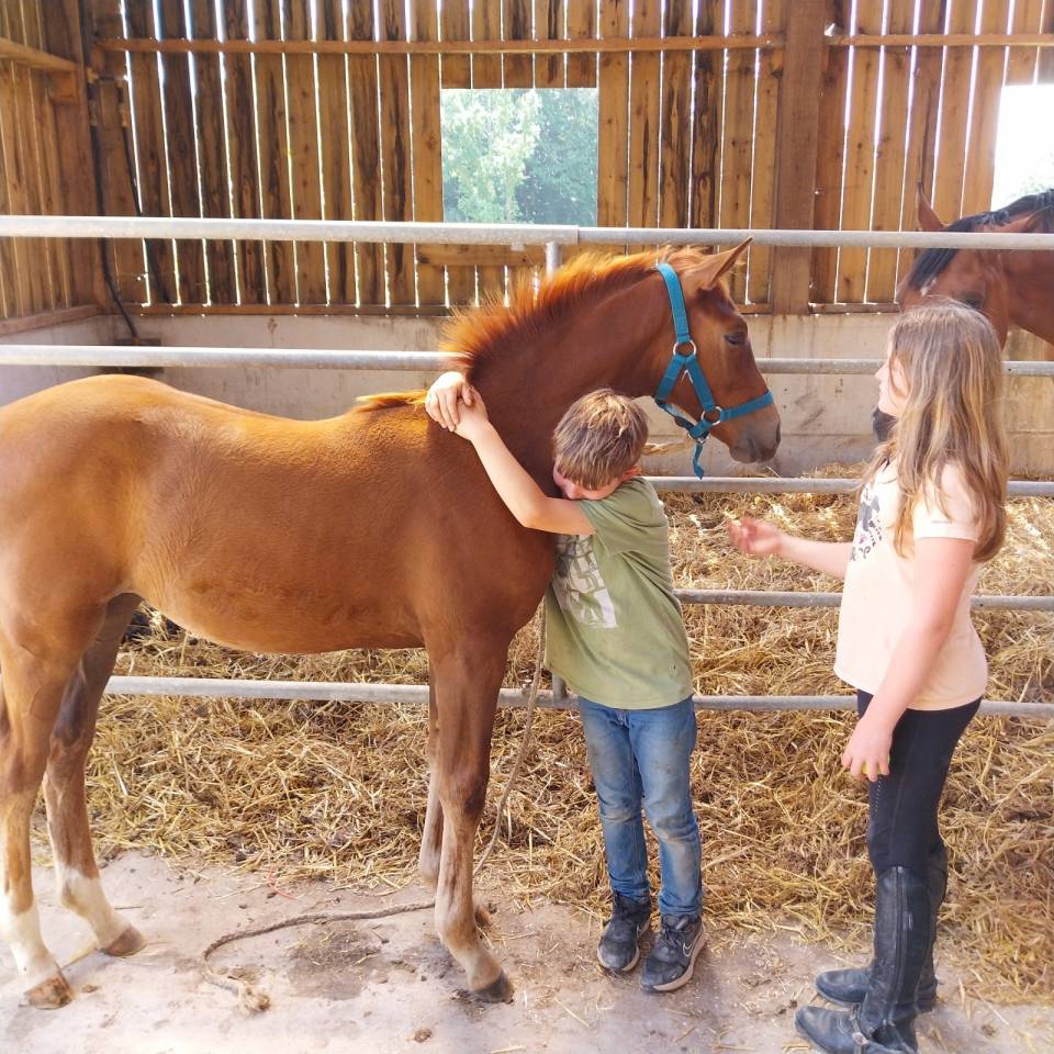 Yegua Silla Franc&eacute;s En venta 2019 Bayo por URANO DE CARTIGNY