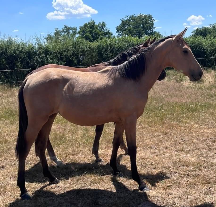 Potranca Silla Franc&eacute;s En venta 2025 Isabelo