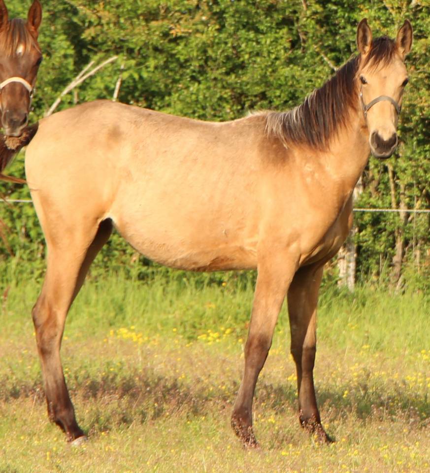 Potranca Silla Franc&eacute;s En venta 2025 Isabelo