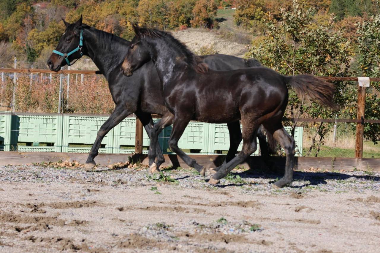 Yegua Silla Franc&eacute;s En venta 2025 Bayo moreno