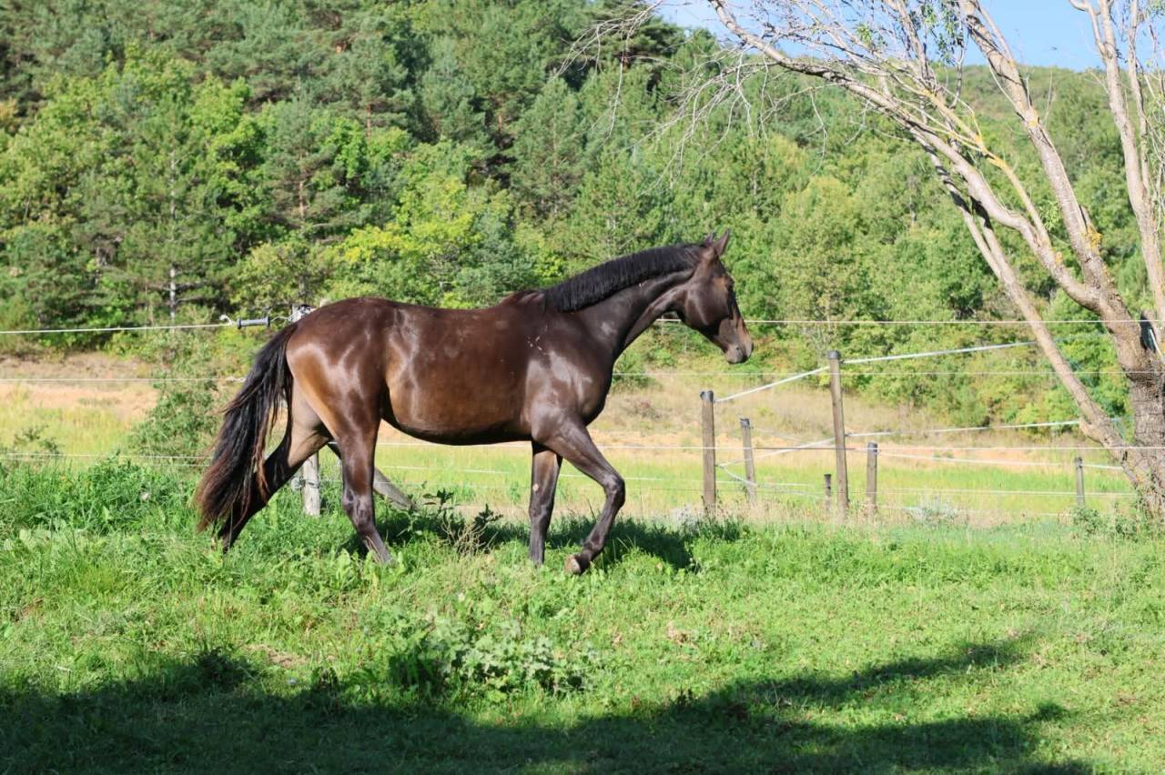 Yegua Silla Franc&eacute;s En venta 2025 Bayo moreno