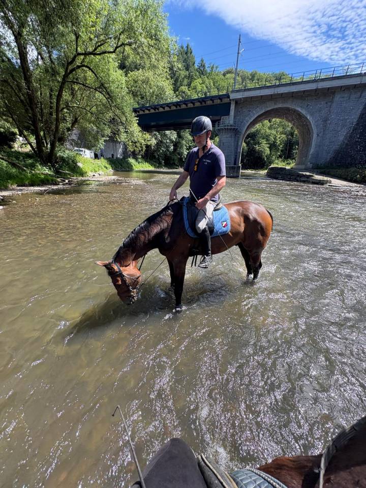 Caballo castrado Zangersheide En venta 2018 Bayo