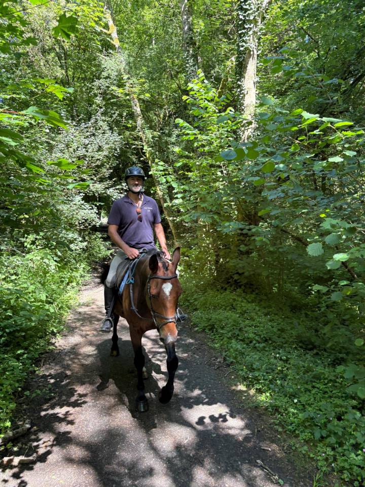 Caballo castrado Zangersheide En venta 2018 Bayo
