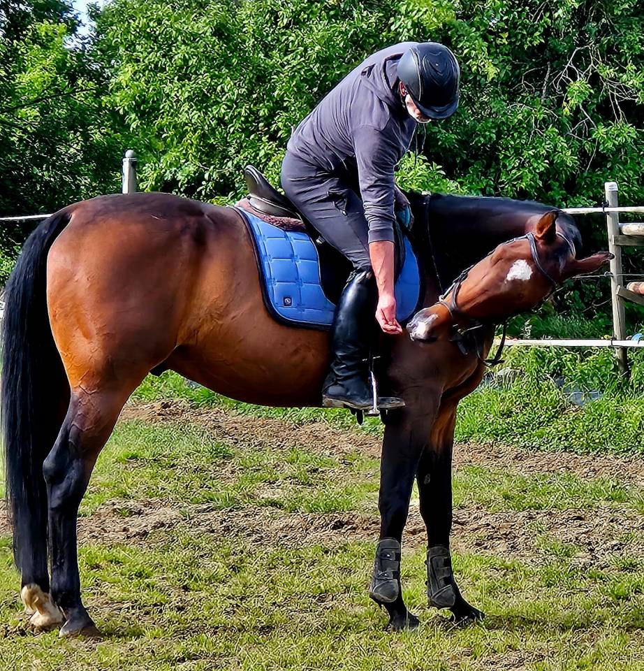 Caballo castrado Zangersheide En venta 2018 Bayo