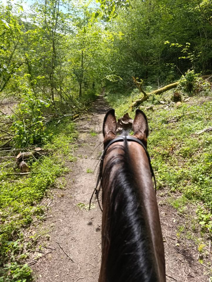 Caballo castrado Zangersheide En venta 2018 Bayo