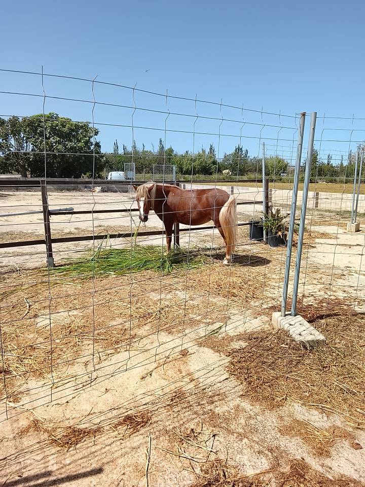 Se vende pony welsh montain 