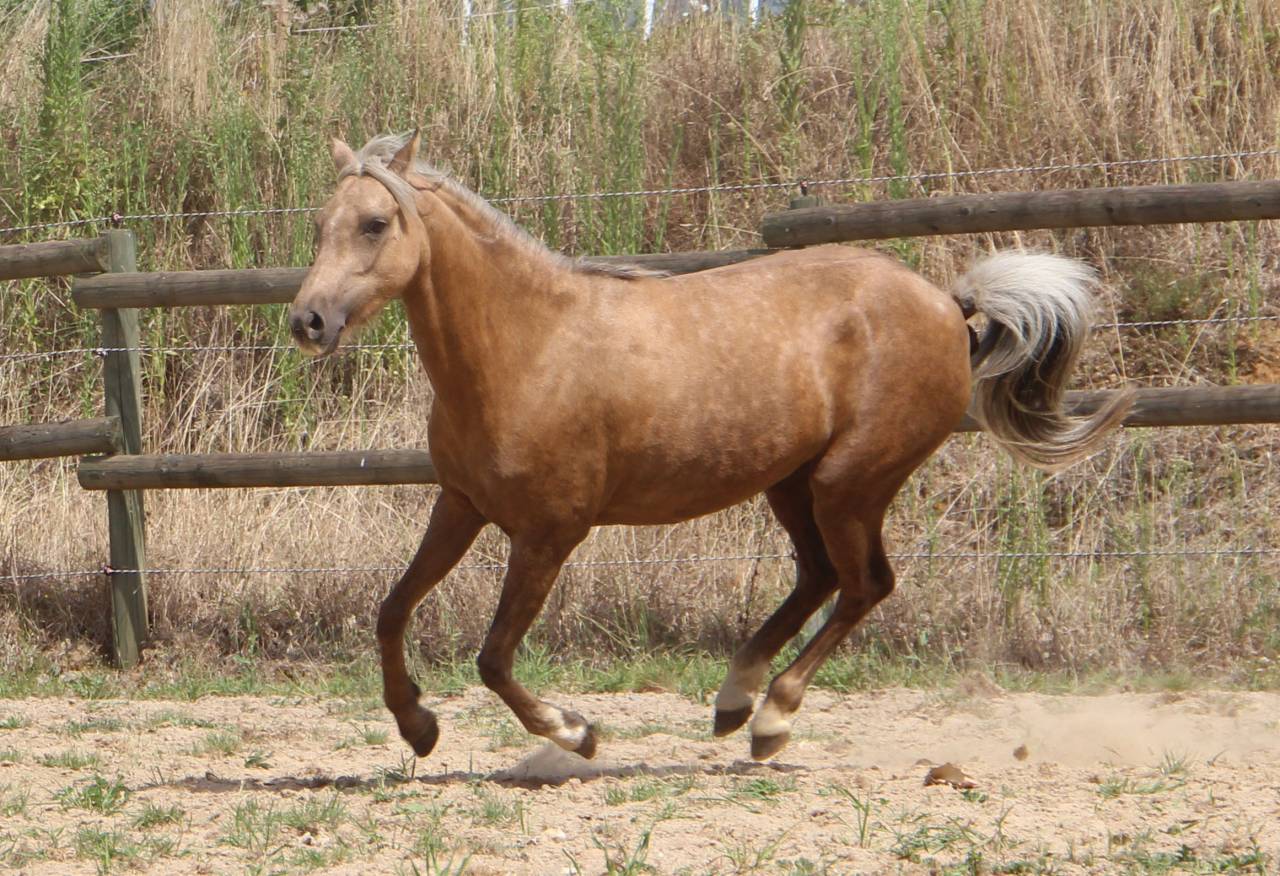 Yegua Welsh Poni (Secci&oacute;n B) En venta 2020 Palomino por NORTHLIGHT CONCERTO