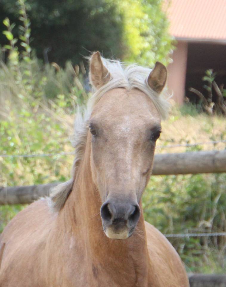 Yegua Welsh Poni (Secci&oacute;n B) En venta 2020 Palomino por NORTHLIGHT CONCERTO