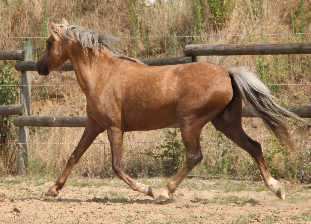 Yegua Welsh Poni (Secci&oacute;n B) En venta 2020 Palomino por NORTHLIGHT CONCERTO