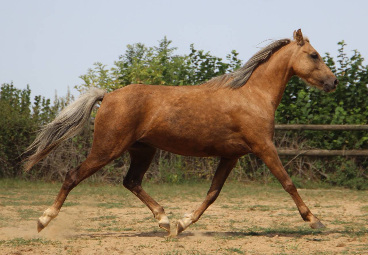 Yegua Welsh Poni (Secci&oacute;n B) En venta 2020 Palomino por NORTHLIGHT CONCERTO