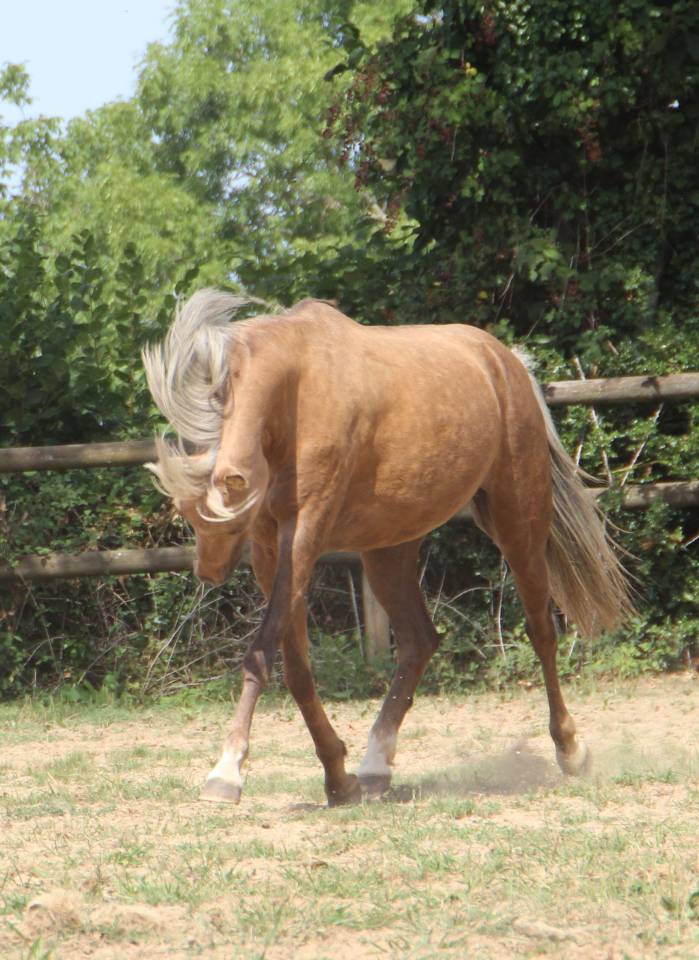 Yegua Welsh Poni (Secci&oacute;n B) En venta 2020 Palomino por NORTHLIGHT CONCERTO