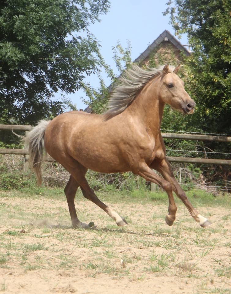 Yegua Welsh Poni (Secci&oacute;n B) En venta 2020 Palomino por NORTHLIGHT CONCERTO