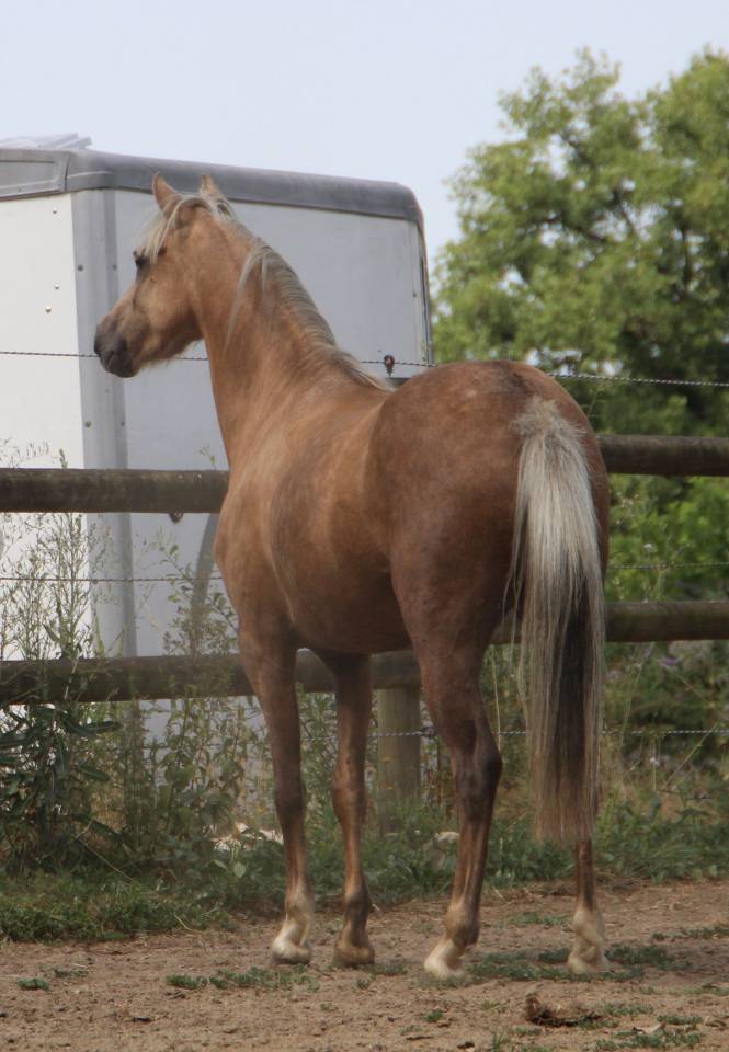 Yegua Welsh Poni (Secci&oacute;n B) En venta 2020 Palomino por NORTHLIGHT CONCERTO