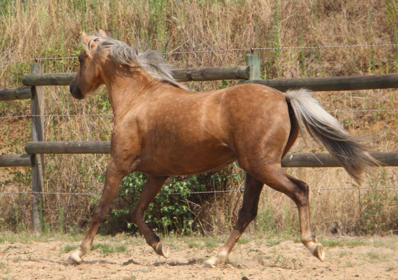 Yegua Welsh Poni (Secci&oacute;n B) En venta 2020 Palomino por NORTHLIGHT CONCERTO