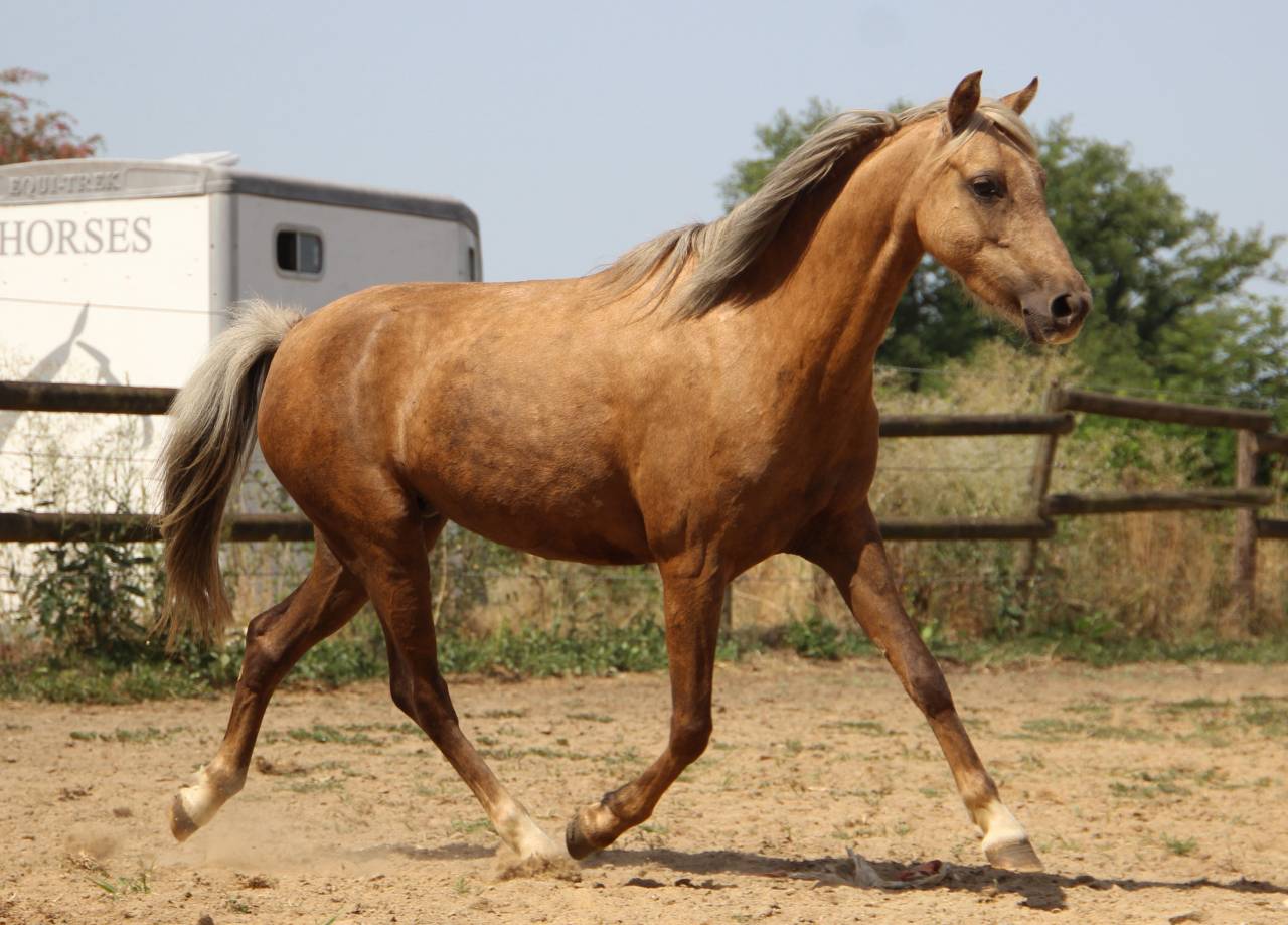 Yegua Welsh Poni (Secci&oacute;n B) En venta 2020 Palomino por NORTHLIGHT CONCERTO