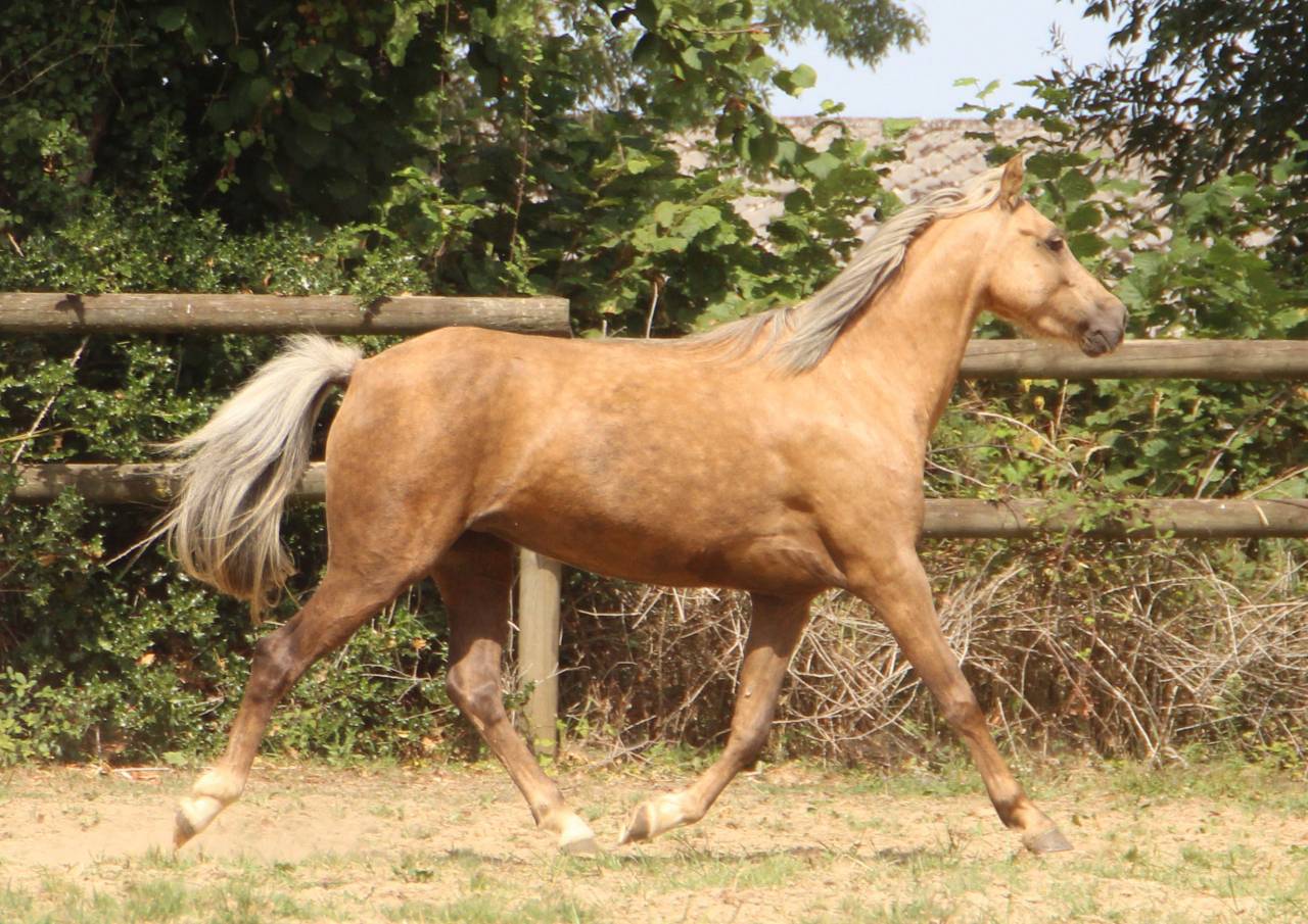 Yegua Welsh Poni (Secci&oacute;n B) En venta 2020 Palomino por NORTHLIGHT CONCERTO