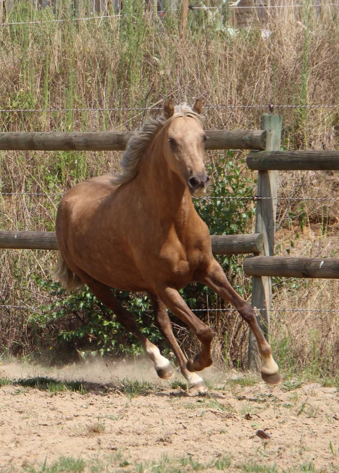 Yegua Welsh Poni (Secci&oacute;n B) En venta 2020 Palomino por NORTHLIGHT CONCERTO