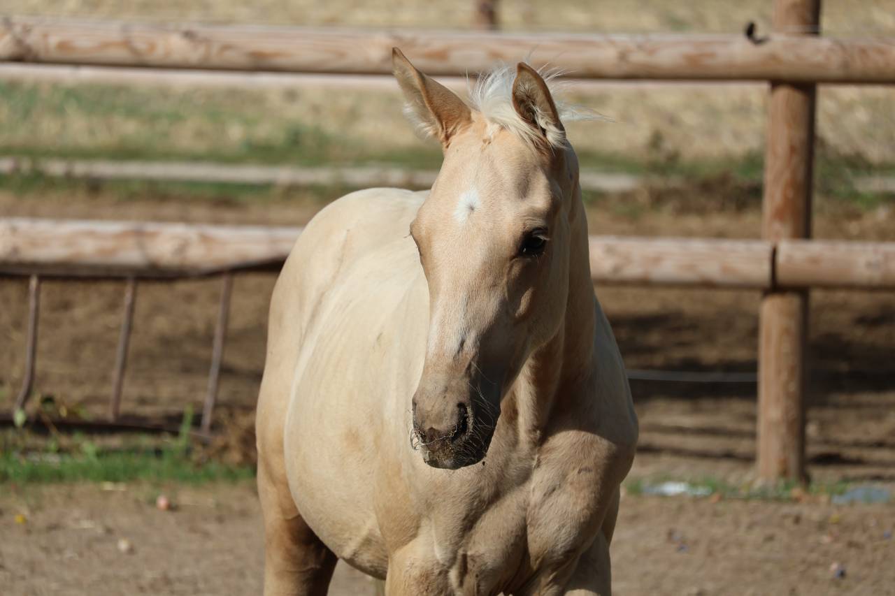 Potro Zangersheide En venta 2026 Palomino por Silverlinnings St georges