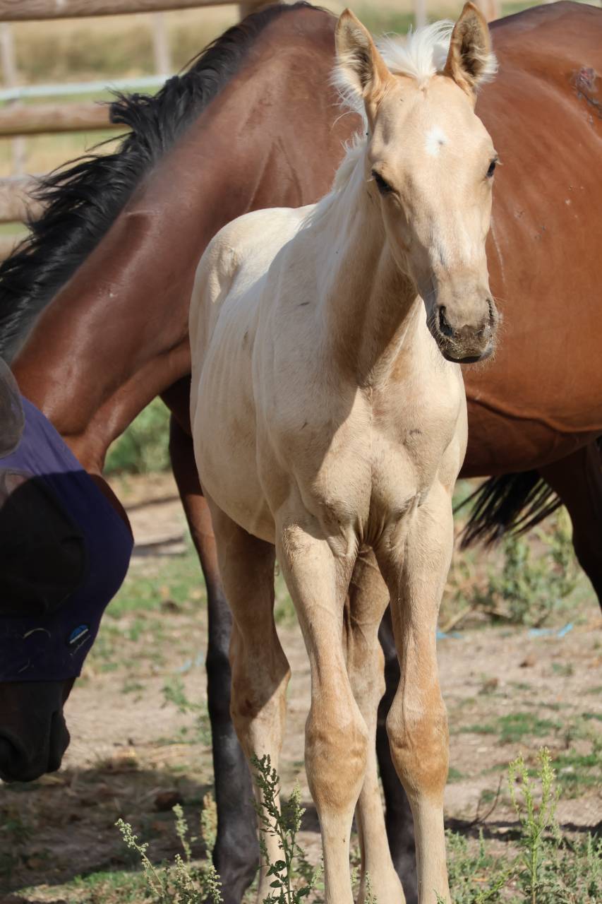 Potro Zangersheide En venta 2026 Palomino por Silverlinnings St georges