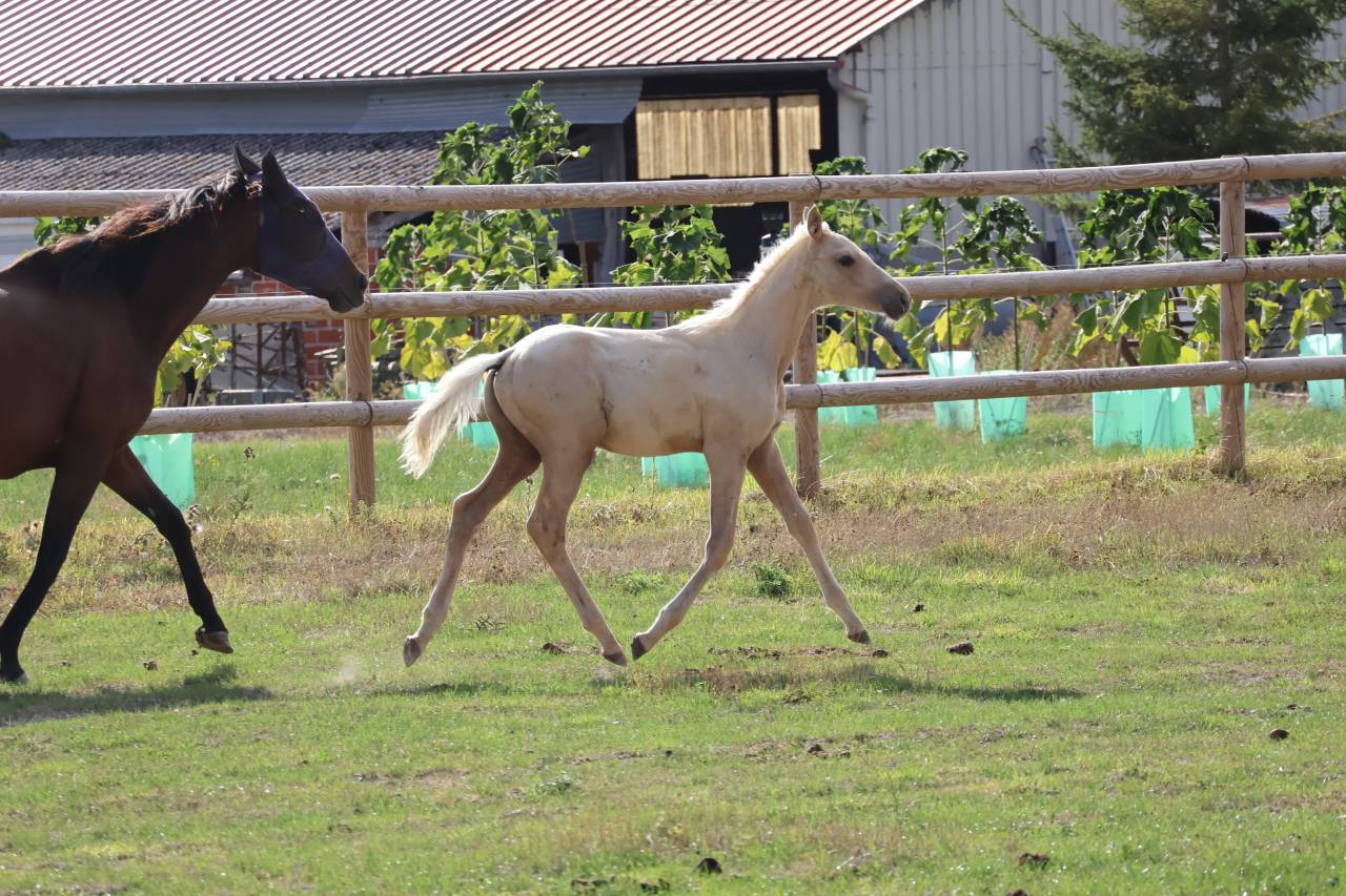 Potro Zangersheide En venta 2026 Palomino por Silverlinnings St georges