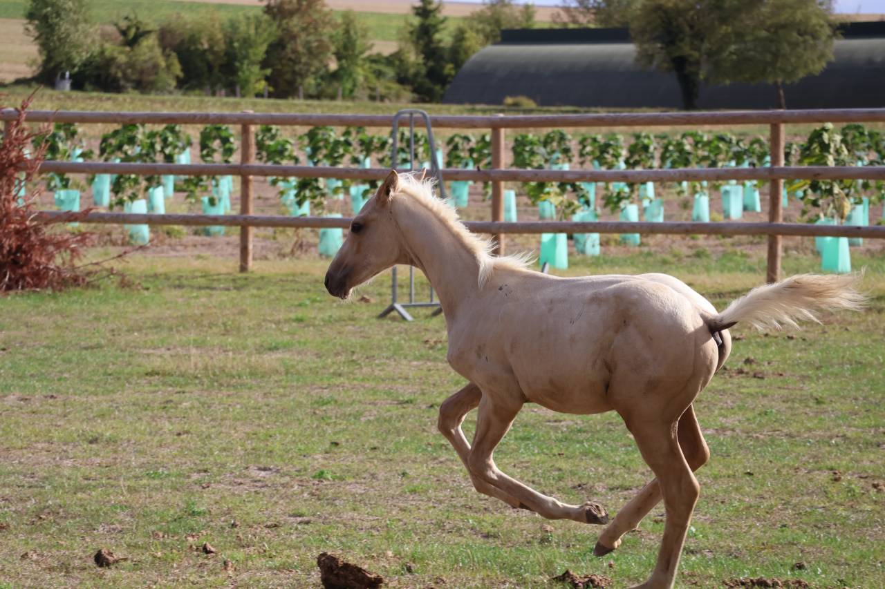 Potro Zangersheide En venta 2026 Palomino por Silverlinnings St georges