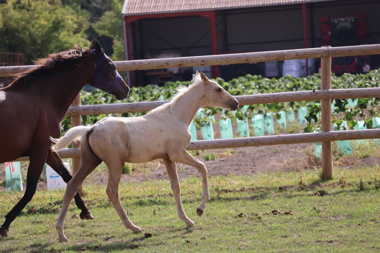 Potro Zangersheide En venta 2026 Palomino por Silverlinnings St georges