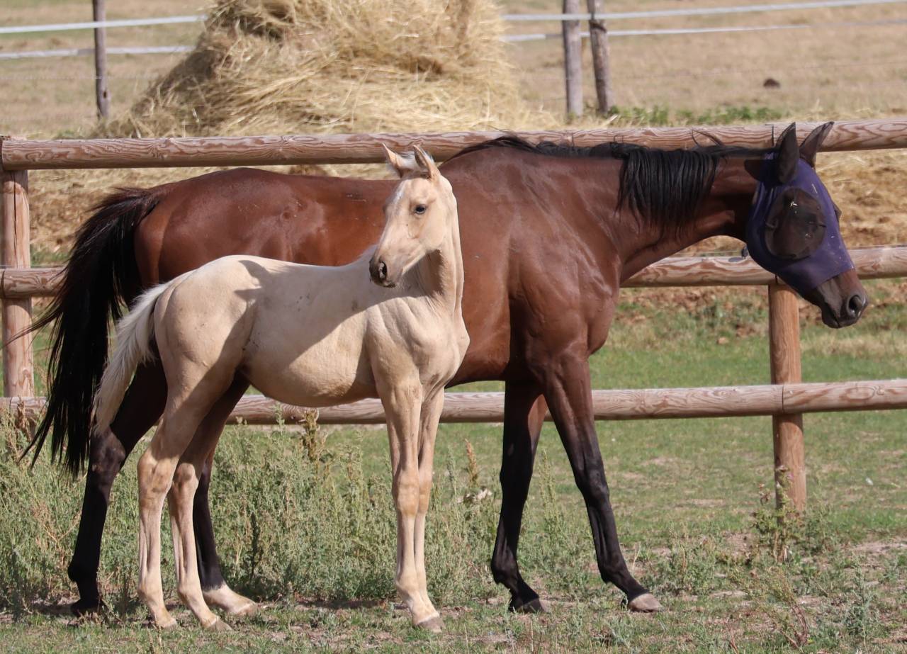 Potro Zangersheide En venta 2026 Palomino por Silverlinnings St georges
