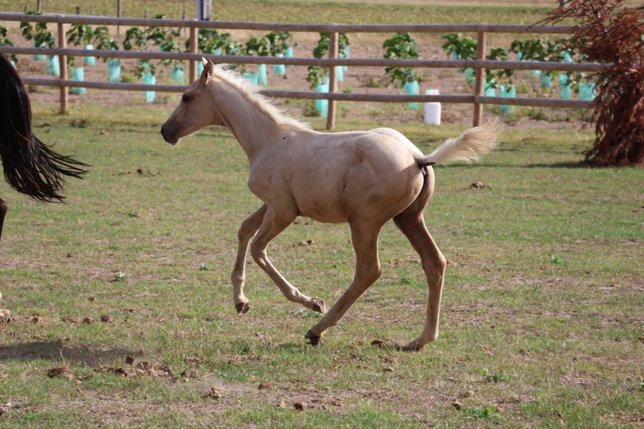 Potro Zangersheide En venta 2026 Palomino por Silverlinnings St georges