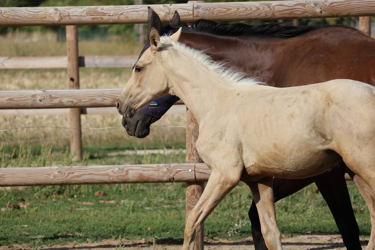 Potro Zangersheide En venta 2026 Palomino por Silverlinnings St georges