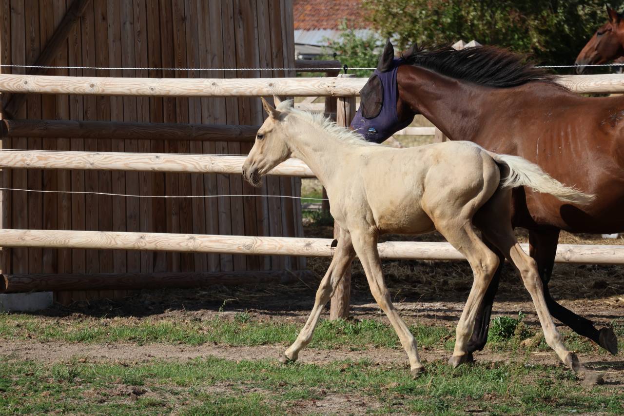 Potro Zangersheide En venta 2026 Palomino por Silverlinnings St georges
