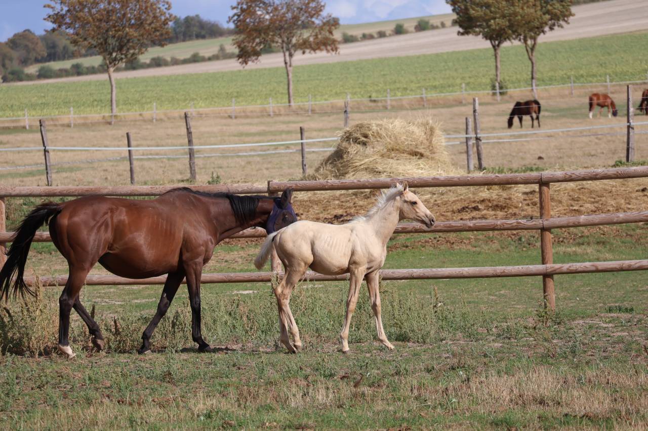 Potro Zangersheide En venta 2026 Palomino por Silverlinnings St georges