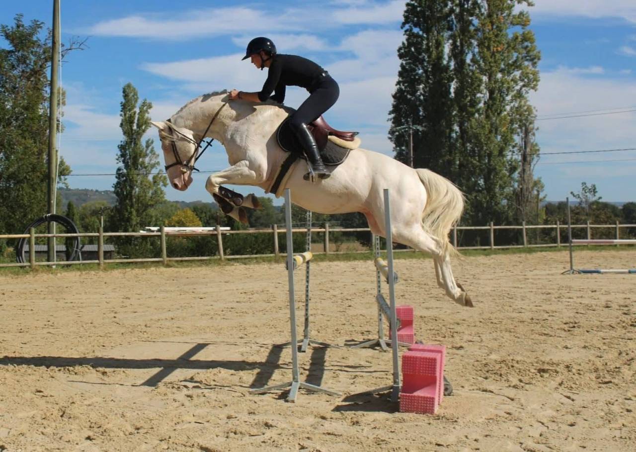 Potro Zangersheide En venta 2026 Palomino por Silverlinnings St georges