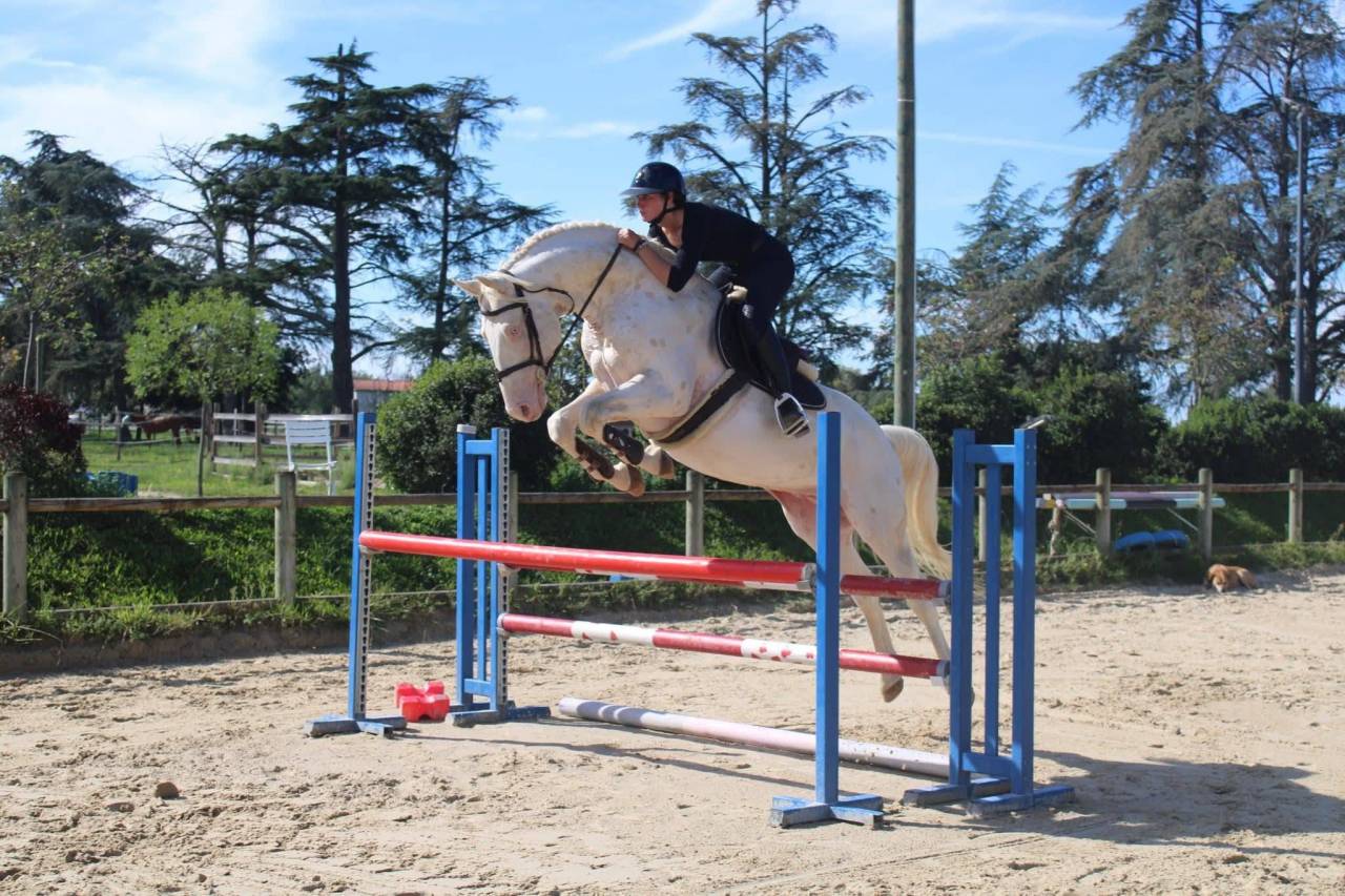 Potro Zangersheide En venta 2026 Palomino por Silverlinnings St georges