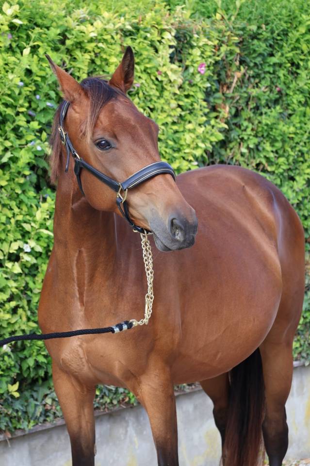 Yegua Silla Franc&eacute;s En venta 2016 Bayo por READY BOY DES FORETS