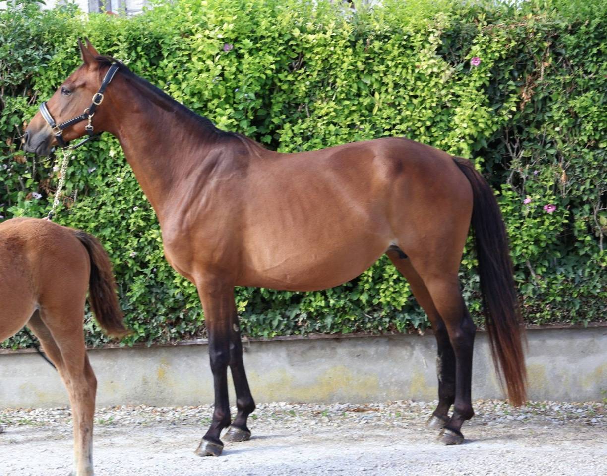 Yegua Silla Franc&eacute;s En venta 2016 Bayo por READY BOY DES FORETS