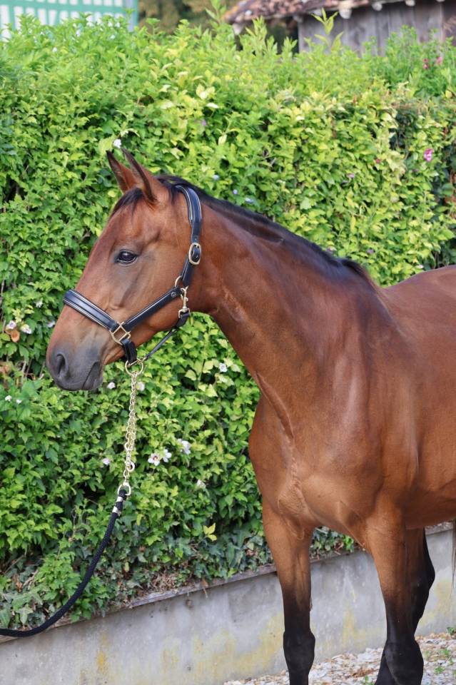 Yegua Silla Franc&eacute;s En venta 2016 Bayo por READY BOY DES FORETS