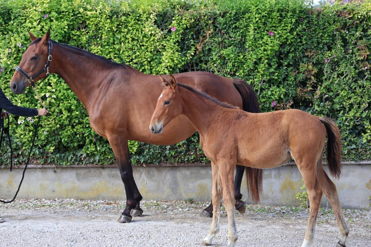 Yegua Silla Franc&eacute;s En venta 2016 Bayo por READY BOY DES FORETS