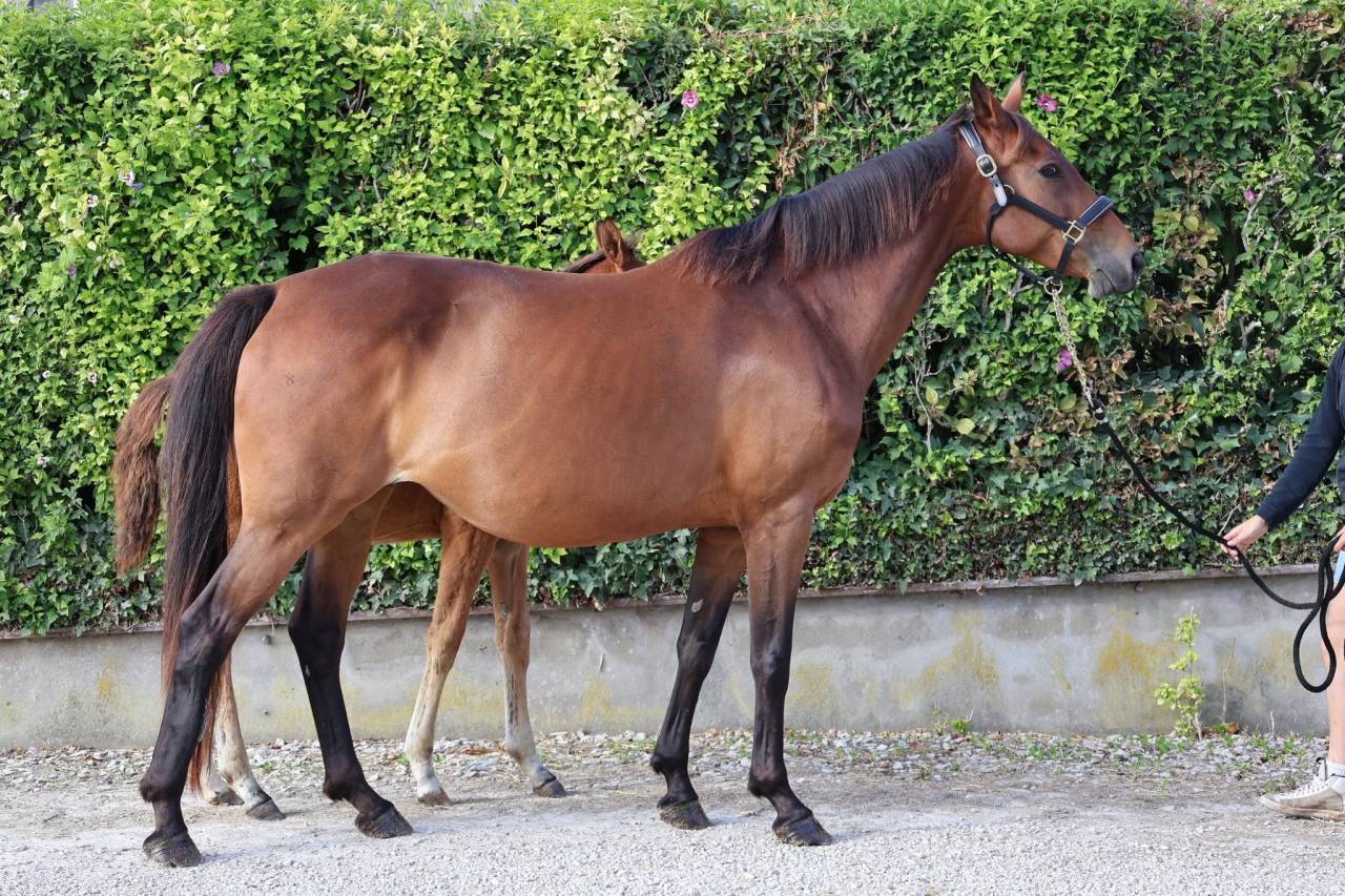 Yegua Silla Franc&eacute;s En venta 2016 Bayo por READY BOY DES FORETS