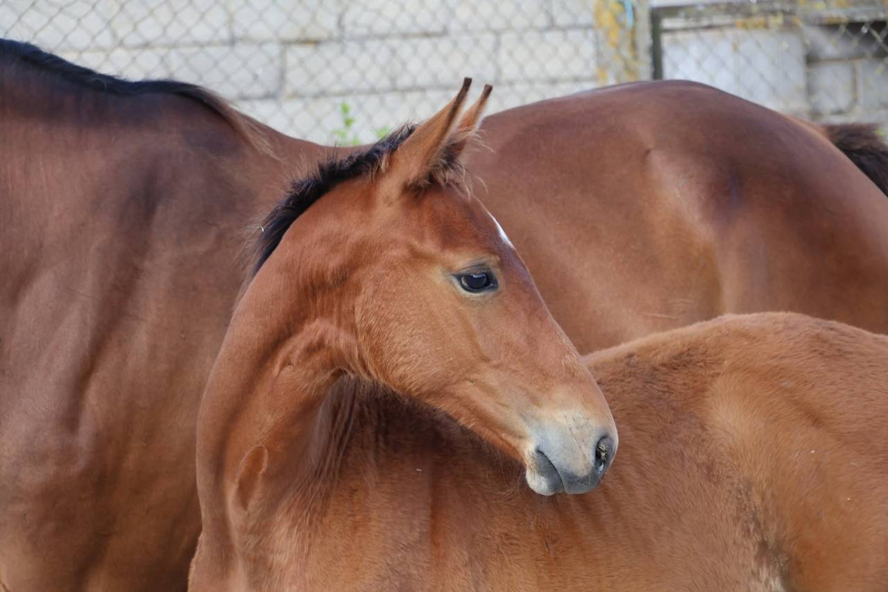 Yegua Silla Franc&eacute;s En venta 2016 Bayo por READY BOY DES FORETS