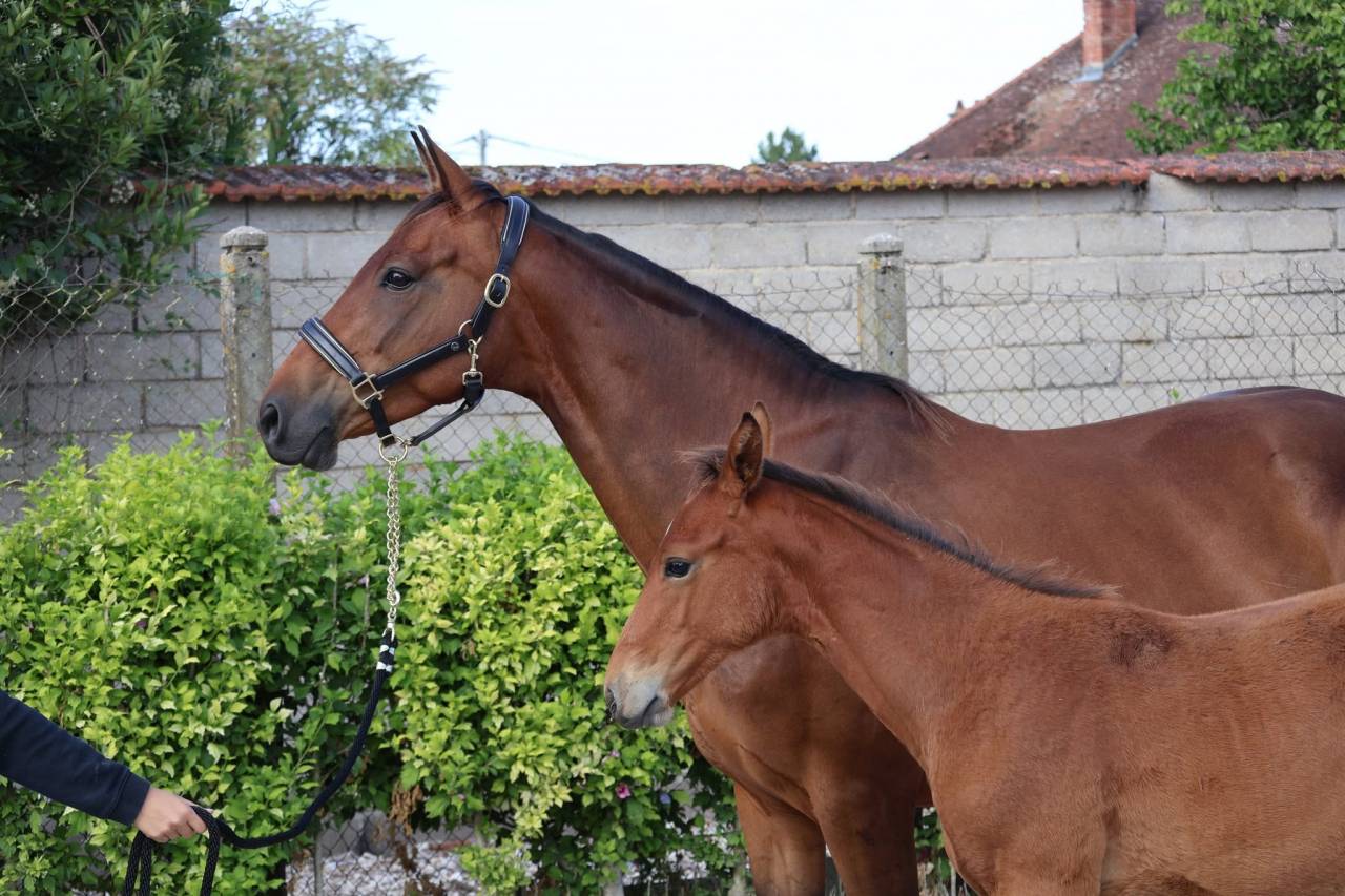 Yegua Silla Franc&eacute;s En venta 2016 Bayo por READY BOY DES FORETS