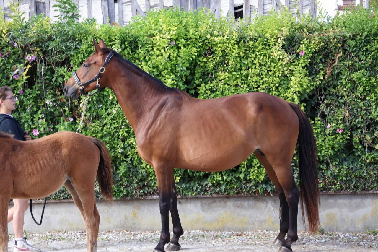 Yegua Silla Franc&eacute;s En venta 2016 Bayo por READY BOY DES FORETS