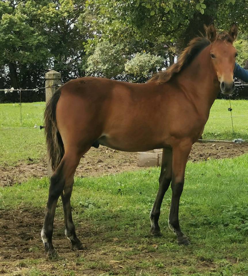 Caballo castrado PRE Pura Raza Espa&ntilde;ola En venta 2023 Bayo por Doblon-TR