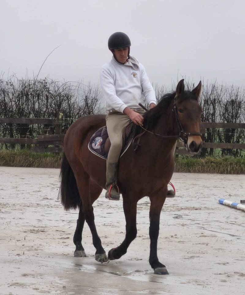Caballo castrado PRE Pura Raza Espa&ntilde;ola En venta 2023 Bayo por Doblon-TR