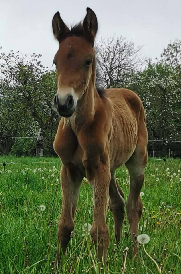 Caballo castrado PRE Pura Raza Espa&ntilde;ola En venta 2023 Bayo por Doblon-TR