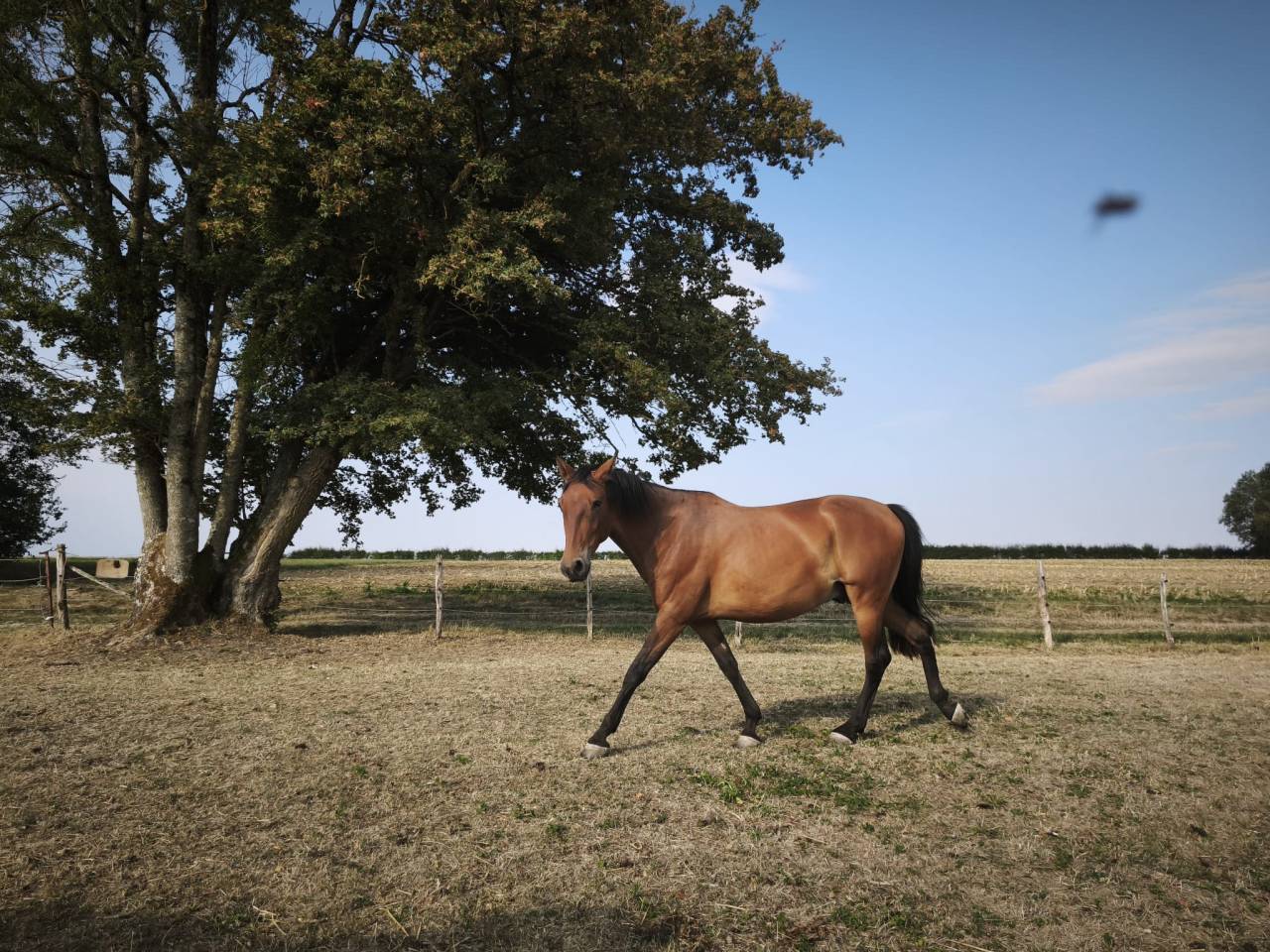 Caballo castrado PRE Pura Raza Espa&ntilde;ola En venta 2023 Bayo por Doblon-TR