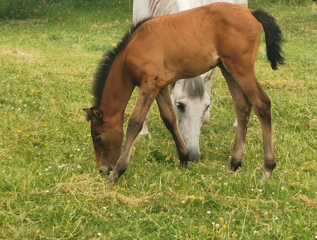 Caballo castrado PRE Pura Raza Espa&ntilde;ola En venta 2023 Bayo por Doblon-TR